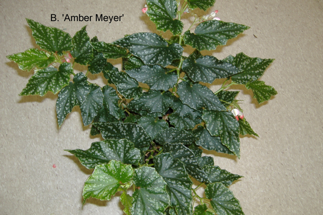 B. ‘Amber Meyer’